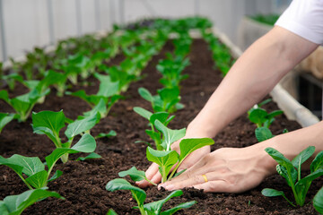 Farmer planting young seedling spinach into fertile soil in plant nursery farm.