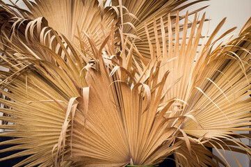 Dry palm leaf ,Dried sugar palm leaf background , A detail of palm leaf texture background Dried...
