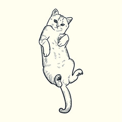 Vintage hand drawn sketch playful cat
