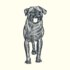 Vintage hand drawn sketch pug dog