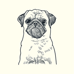 Vintage hand drawn sketch pug dog