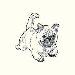 Vintage hand drawn sketch pug dog