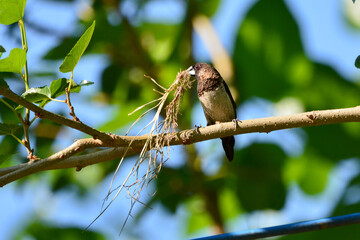 White-rumped Munia on tree in garden