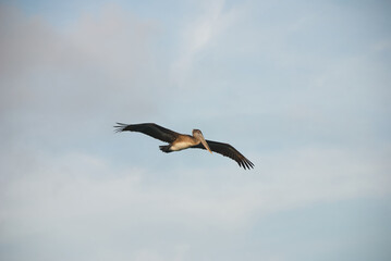 Fototapeta na wymiar Pelican flying in the sky at sunset.