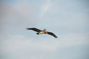 Pelican flying in the sky at sunset.
