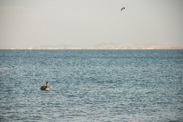 Seascape view of Salinas city with a pelican swimming in the sea and another one flying.