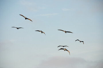 Group of pelicans flying in the sunset sky.