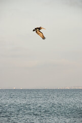 Fototapeta na wymiar Pelican flying over the pacific ocean sea at dusk. Vertical photo.