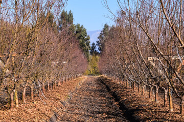 cerezos plantacion