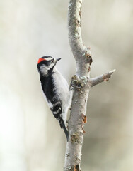 Downy woodpecker perching on tree