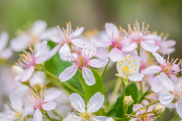 White and pink cherry flowers. The branches of a blossoming Cherry tree with white and pink flowers.