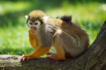 Fototapeta premium Squirrel monkey sits on a log and eats 
