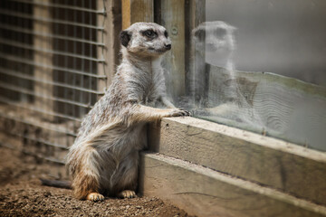 Meerkat is reflected in the glass while observing the people 