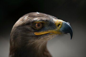 Close up portrait of a steppe eagle 