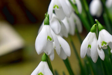 Beautiful White ​Snowdrop blooming with blurred background, indicate coming of spring in UK. Nature winter seasonal flowers background