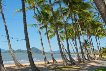 Palm trees on tropical beach in Palm Cove North Queensland	
