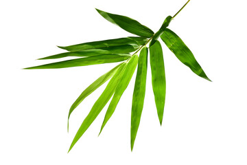 Bamboo foliage with stems, Green leaves isolated on white background,