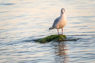 Seagull sits on stone cliff at the sea shore