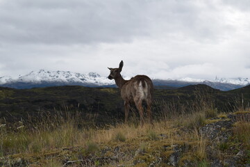 huemul patagonia chile