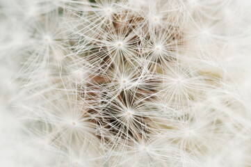 Obraz na płótnie Canvas dandelion seeds texture neutral color. macro flower background. Beautiful Gentle abstract natural backdrop. Selective focus. poster