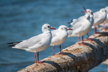 Row of seagulls sits on a old sea pier. Gulls rest on the breakwater. The European herring gull,
