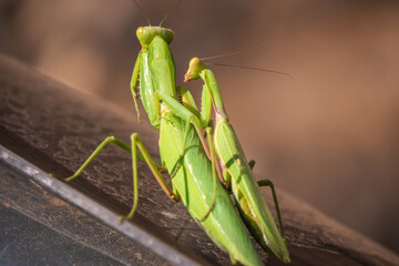 Mating of a pair of praying mantises. Close up of pair of European mantis or Praying mantis copulating in nature.