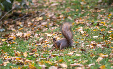 Autumn squirrel on green grass with fallen yellow leaves
