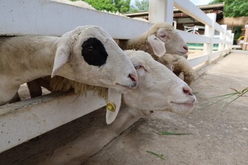 Fototapeta premium A group of white sheep on the farm eating grass in the morning Pet concept