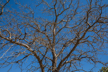 Look up leafless tree in the dry desert. Nebraska landscape.