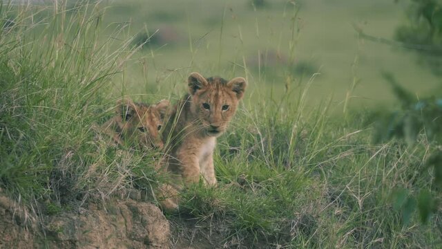 Lion cubs play in the tall grass, at sunset. 