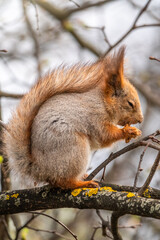 The squirrel with nut sits on a branches in the spring or summer.