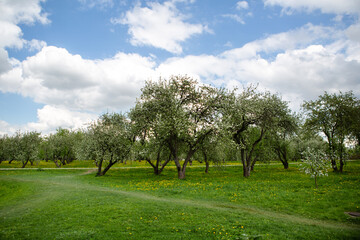 Fototapeta na wymiar Trees in the park in the green grass