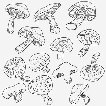 Doodle freehand sketch drawing of shitake mushroom vegetable.
