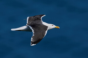 Great black-backed gull (Larus marinus)