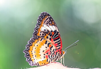  Bright natural beautiful butterfly with blurred background.
