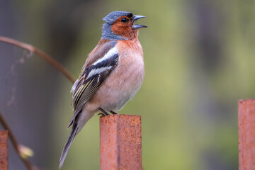 Common chaffinch, Fringilla coelebs, sits on an iron fence in spring on green background. Common chaffinch in wildlife.