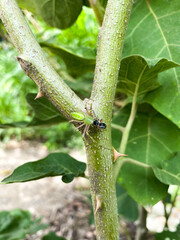 green spider having food 