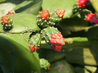 red and green cactus