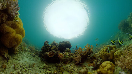 Tropical fishes and coral reef at diving. Underwater world with corals and tropical fishes.