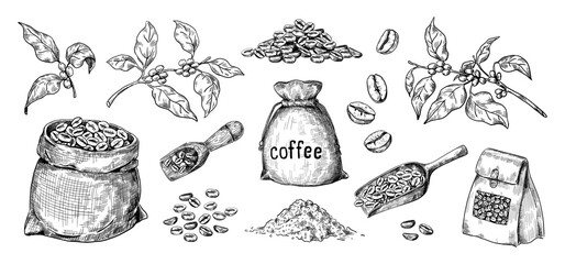 Hand drawn coffee. Arabica seeds and bags full of roasted beans. Branches with leaves. Wooden spoons. Organic ingredients for brewing caffeine drink. Vector black and white sketches set - obrazy, fototapety, plakaty
