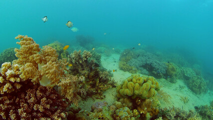 Naklejka na ściany i meble Colourful tropical coral reef. Scene reef. Marine life sea world. Philippines.