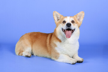 welsh corgi isolated on color background 