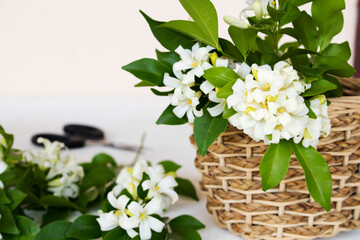 white flowers jasmine in basket local flora of asia with scissors arrangement flat lay style on background white wooden