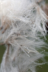 Beautiful dew water drops on parachutes dandelion macro. Soft green background.  Copy space. Soft focus on water droplets.