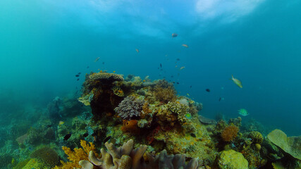 Fototapeta na wymiar Tropical fishes and coral reef underwater. Hard and soft corals, underwater landscape.