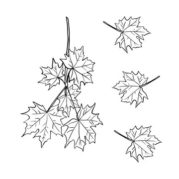 Sprig of maple leaves hand drawn vector illustration. Thanksgiving, autumn season, Canada outline symbol close up.