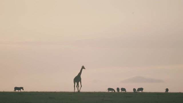 Giraffe walks across the plains amongst African wildlife at sunrise.