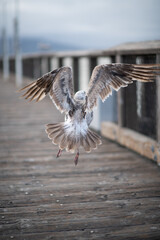 seagull in flight