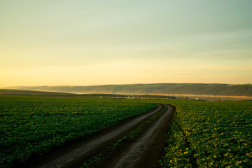 Fototapeta premium sunset over the field