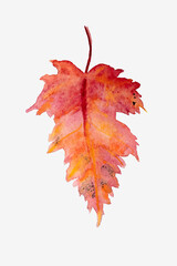 autumn red gradient maple watercolor leaf on white background